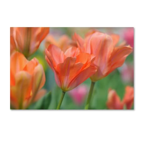 Cora Niele 'Tulip Flower Orange Wings' Canvas Art,22x32